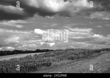 Paesaggio agricolo con girasoli durante l'estate, Polonia, monocromatico Foto Stock