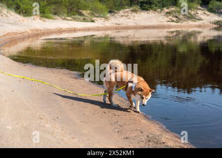 Un cane rosso Shiba inu cammina sulla spiaggia del fiume Vitrupe, in Lettonia, nella soleggiata giornata primaverile Foto Stock