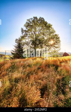 Incredibile paesaggio rurale del villaggio rumeno Rogojel con colline boscose e fienili su un campo rurale erboso in montagna. Ubicazione: Rogojel, C. Foto Stock