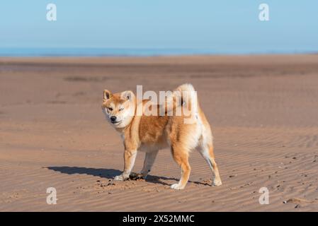 Il cane Shiba inu corre sulla spiaggia di sabbia nelle giornate di sole Foto Stock