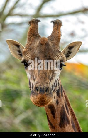 L'animale di terra più alto, le giraffe esplorano le foglie delle savane africane. Questa foto è stata probabilmente scattata in Kenya o Sud Africa. Foto Stock