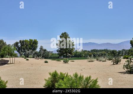 Rancho Mirage, California, Stati Uniti. 5 maggio 2024. Il Nixon Magnolia Tree, un dono del presidente Nixon, è nato da un taglio dell'Andrew Jackson Magnolia Tree alla Casa Bianca. Jackson, il settimo presidente degli Stati Uniti, ha portato con sé un taglio dalla sua tenuta nel Tennessee. (Credit Image: © Ian L. Sitren/ZUMA Press Wire) SOLO PER USO EDITORIALE! Non per USO commerciale! Foto Stock