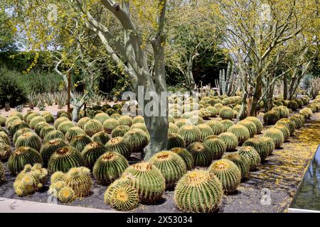 Rancho Mirage, California, Stati Uniti. 5 maggio 2024. Sul terreno e giardini, con più di 70 specie di piante aride adattate, a Sunnylands. (Credit Image: © Ian L. Sitren/ZUMA Press Wire) SOLO PER USO EDITORIALE! Non per USO commerciale! Foto Stock