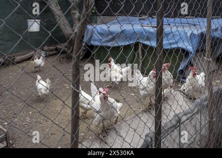 Una penna piena di polli bianchi in attesa che il cibo venga gettato contro di loro Foto Stock