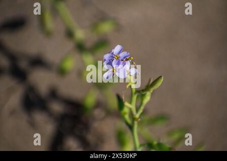 flores y detalles macro de plantas Foto Stock