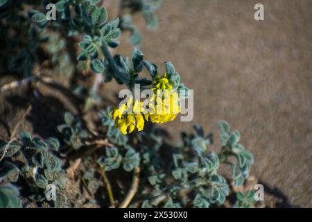 flores y detalles macro de plantas Foto Stock