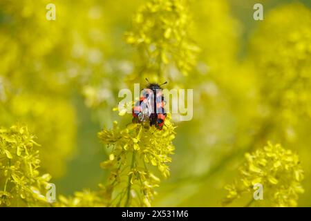 Scarabeo d'ape Shaggy, primavera, Germania Foto Stock