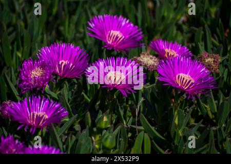 flores y detalles macro de plantas Foto Stock