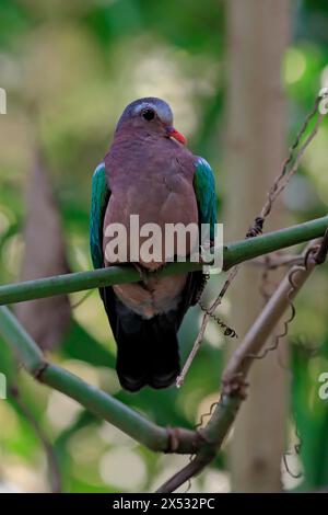 Colomba smeraldo comune (Chalcophaps indica), adulto, persico, vigile, prigioniero, sud-est asiatico Foto Stock