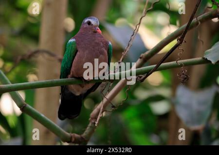 Colomba smeraldo comune (Chalcophaps indica), adulto, persico, vigile, prigioniero, sud-est asiatico Foto Stock