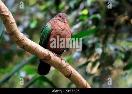 Colomba smeraldo comune (Chalcophaps indica), adulto, persico, vigile, prigioniero, sud-est asiatico Foto Stock