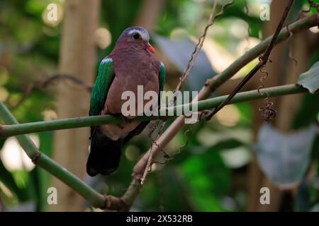 Colomba smeraldo comune (Chalcophaps indica), adulto, persico, vigile, prigioniero, sud-est asiatico Foto Stock