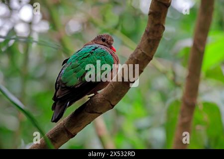 Colomba smeraldo comune (Chalcophaps indica), adulto, persico, vigile, prigioniero, sud-est asiatico Foto Stock