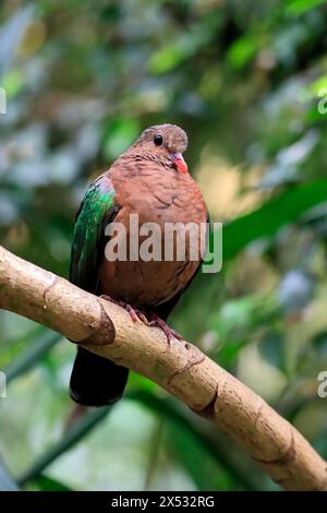 Colomba smeraldo comune (Chalcophaps indica), adulto, persico, vigile, prigioniero, sud-est asiatico Foto Stock