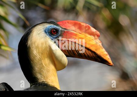 Hornbill ruvido (Rhabdotorrhinus corrugatus), adulto, ritratto, prigioniero Foto Stock