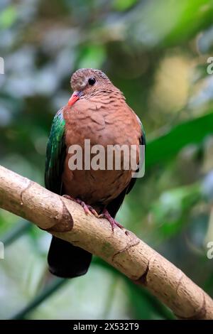 Colomba smeraldo comune (Chalcophaps indica), adulto, persico, vigile, prigioniero, sud-est asiatico Foto Stock