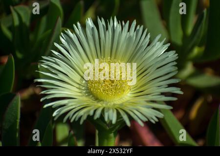 flores y detalles macro de plantas Foto Stock