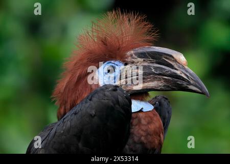 Carpino nero (Ceratogymna atrata), adulto, donna, ritratto, prigioniero, sud America Foto Stock