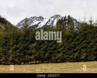 Vette alpine innevate, Jassingalm, Stiria, Austria Foto Stock