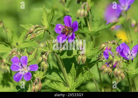 Beccuccio di gru in legno fiorito (Geranium sylvaticum) con un'ape impollinante su un prato estivo Foto Stock