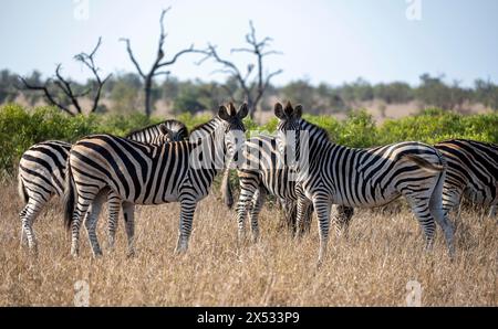 Zebre delle pianure (Equus quagga), gruppo in erba alta, Parco Nazionale di Kruger, Sudafrica Foto Stock