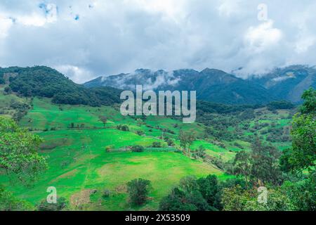 PAESAGGIO BOSCOSO DI WATERLAND IN COLOMBIA CON PRATERIE DI BESTIAME NELLA PARTE INFERIORE DELLA MONTAGNA E FITTA NEBBIA CHE COPRE LA PARTE PIÙ ALTA DELLA QUERCIA Foto Stock