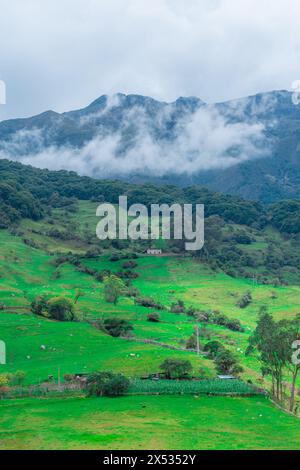 PAESAGGIO BOSCOSO DI WATERLAND IN COLOMBIA CON PRATERIE DI BESTIAME NELLA PARTE INFERIORE DELLA MONTAGNA E FITTA NEBBIA CHE COPRE LA PARTE PIÙ ALTA DELLA QUERCIA Foto Stock