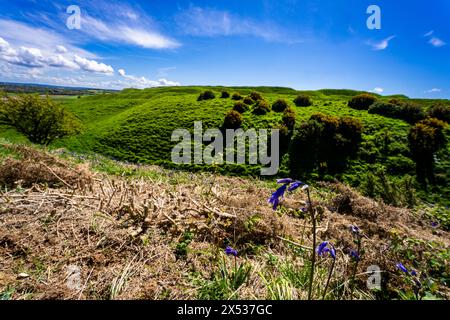 Campanelli di fronte all'entrata occidentale del Maiden Castle, Dorchester, Dorset, Inghilterra. Foto Stock