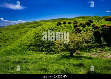 Ingresso occidentale del Maiden Castle, Dorchester, Dorset, Inghilterra. Foto Stock