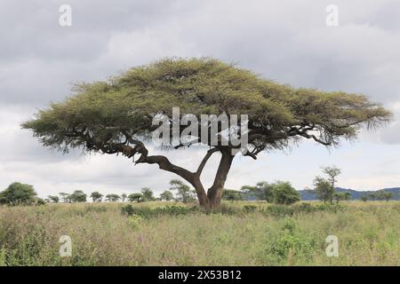 Dar es Salaam. 3 maggio 2024. I leoni riposano su un albero nel Parco Nazionale del Serengeti in Tanzania, 3 maggio 2024. Il Parco Nazionale del Serengeti, un sito Patrimonio dell'Umanità situato nel nord della Tanzania, è rinomato per la sua massiccia migrazione annuale di GNU e zebre. Crediti: Hua Hongli/Xinhua/Alamy Live News Foto Stock