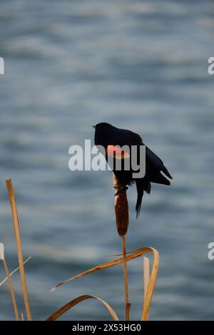 Sergente Blackbird: Esplorare la natura selvaggia della bellezza aviaria migratoria del Canada Foto Stock