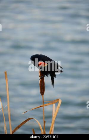 Sergente Blackbird: Esplorare la natura selvaggia della bellezza aviaria migratoria del Canada Foto Stock