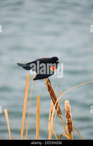 Sergente Blackbird: Esplorare la natura selvaggia della bellezza aviaria migratoria del Canada Foto Stock