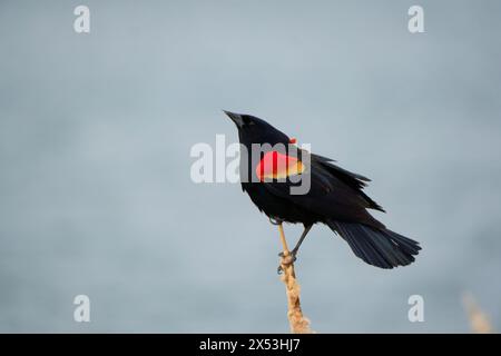 Sergente Blackbird: Esplorare la natura selvaggia della bellezza aviaria migratoria del Canada Foto Stock