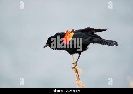 Sergente Blackbird: Esplorare la natura selvaggia della bellezza aviaria migratoria del Canada Foto Stock