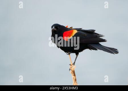 Sergente Blackbird: Esplorare la natura selvaggia della bellezza aviaria migratoria del Canada Foto Stock