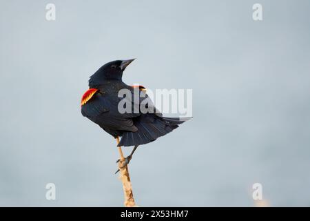 Sergente Blackbird: Esplorare la natura selvaggia della bellezza aviaria migratoria del Canada Foto Stock