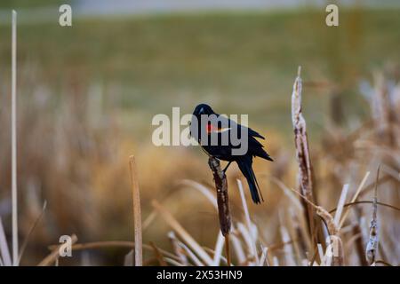 Sergente Blackbird: Esplorare la natura selvaggia della bellezza aviaria migratoria del Canada Foto Stock