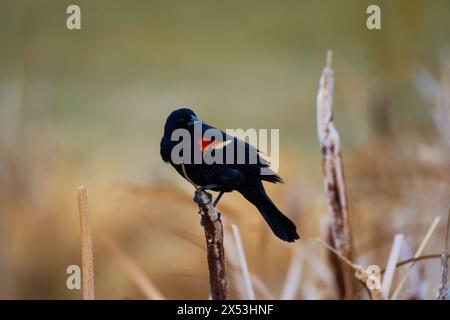 Sergente Blackbird: Esplorare la natura selvaggia della bellezza aviaria migratoria del Canada Foto Stock