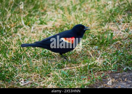 Sergente Blackbird: Esplorare la natura selvaggia della bellezza aviaria migratoria del Canada Foto Stock