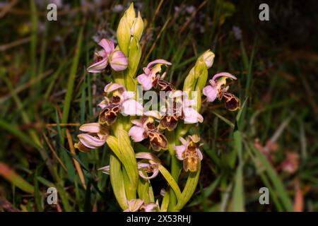 Orchidea del Carmelo in abbondanza di fiori (Ophrys umbilicata), nell'habitat naturale di Cipro Foto Stock