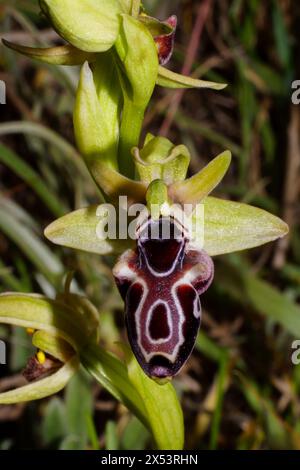 Fiore unico dell’orchidea di Cipro (Ophrys kotschyi), in habitat naturale di Cipro Foto Stock