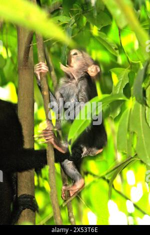 Macaco crestato (Macaca nigra) il bambino sale su un albero, come è nelle cure di un individuo adulto nella foresta di Tangkoko, Sulawesi settentrionale, Indonesia. Il cambiamento climatico è uno dei principali fattori che influenzano la biodiversità in tutto il mondo a un ritmo allarmante secondo un team di scienziati guidato da Antonio Acini Vasquez-Aguilar nel loro documento del marzo 2024 sulla valutazione di Environ Monit. L'Unione Internazionale per la conservazione della natura (IUCN) afferma anche che l'aumento delle temperature ha portato a cambiamenti ecologici, comportamentali e fisiologici nelle specie animali e nella biodiversità. Attualmente, circa un quarto di... Foto Stock