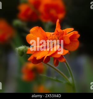 Primo piano dei fiori di Geum 'Dolly North' in un giardino all'inizio dell'estate Foto Stock