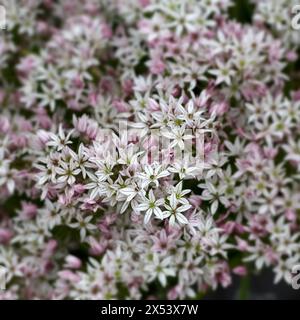Primo piano di fiori massaggiati di Allium 'Caméléon' in un giardino all'inizio dell'estate Foto Stock