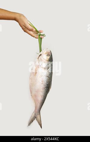 Una Hilsa appesa a una mano con una corda naturale in modo tradizionale. Il curry Ilish è il piatto più ricercato in Jamai Shashthi, Pohela boishakh ecc. a Banglade Foto Stock