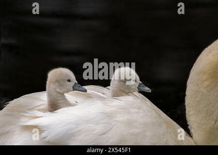 cigno muta che le dà un passaggio ai suoi cignetti sulla schiena caldo e protetto dagli elementi Foto Stock