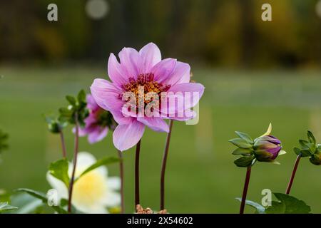 Primo piano di un blu bayou dahlia in fiore Foto Stock