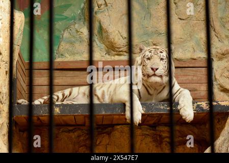 Tigre del Bengala bianco Panthera tigri tigri che si mettono in contatto visivo nella gabbia dietro le sbarre nello zoo di Sofia, Sofia Bulgaria, Europa orientale, Balcani, UE Foto Stock