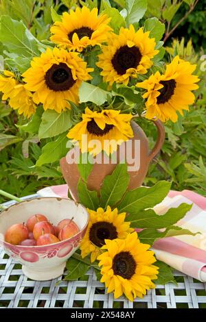 Botanica, girasoli in una caraffa di terracotta su una linguetta metallica con una ciotola di prugne all'aperto, ULTERIORI DIRITTI-CLEARANCE-INFO-NON-DISPONIBILI Foto Stock